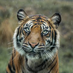 Chris Johnson - Tiger in the Rain - Highly Commended.jpg
